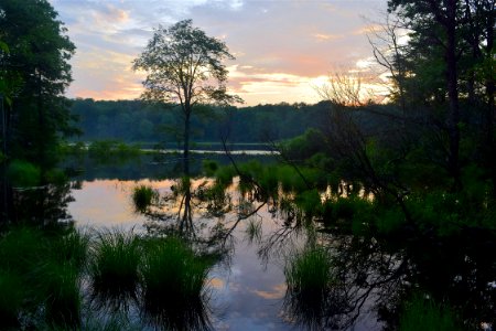 Reflection Water Nature Wetland photo