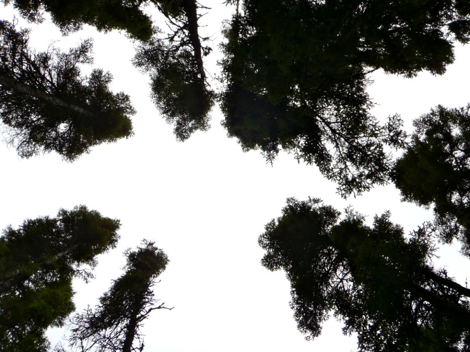 Sky Tree Woody Plant Leaf