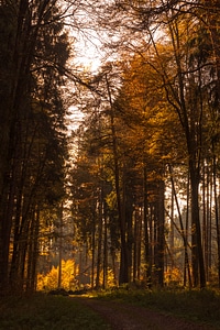Sun backlighting trees