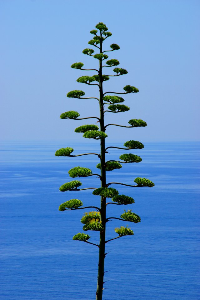 Tree Sky Woody Plant Vegetation