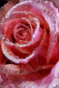 Rose Flower Pink Rose Family