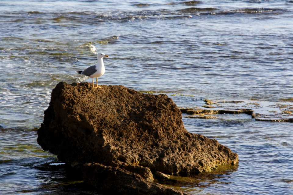 Bird Fauna Seabird Sea