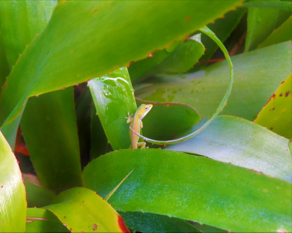 Leaf Vegetation Water Close Up
