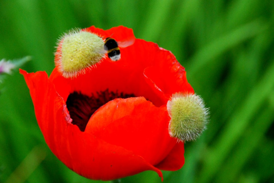 Flower Wildflower Coquelicot Poppy