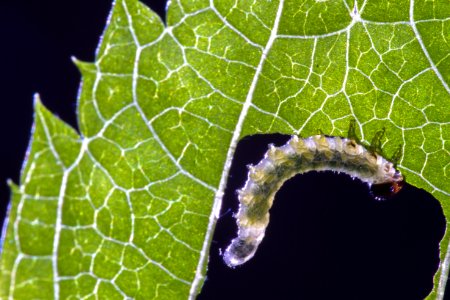 Leaf Larva Invertebrate Caterpillar
