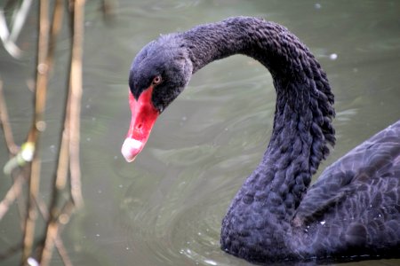 Black Swan Beak Water Bird Bird