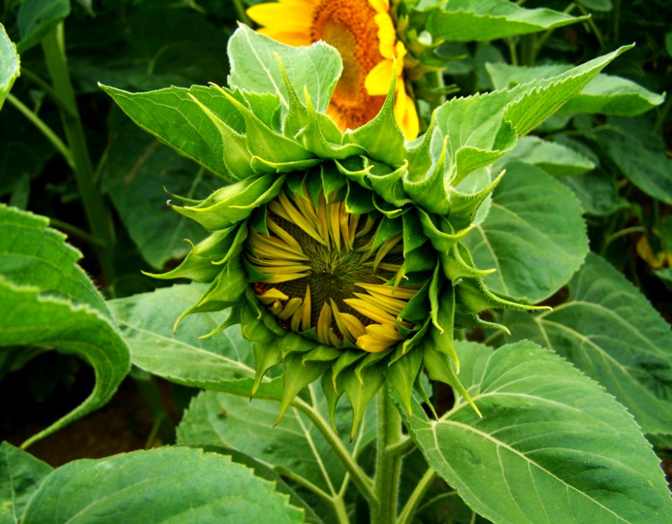 Flower Sunflower Plant Daisy Family