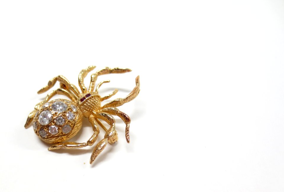 Arachnid Spider Invertebrate Arthropod