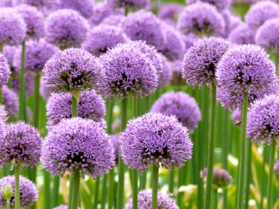 Plant Purple Chives Onion Genus