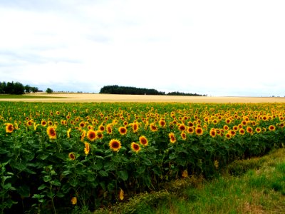 Flower Field Flowering Plant Sunflower photo