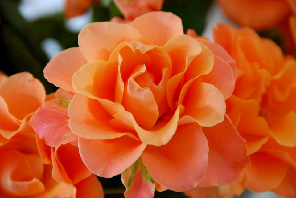 Rose Flower Floribunda Rose Family
