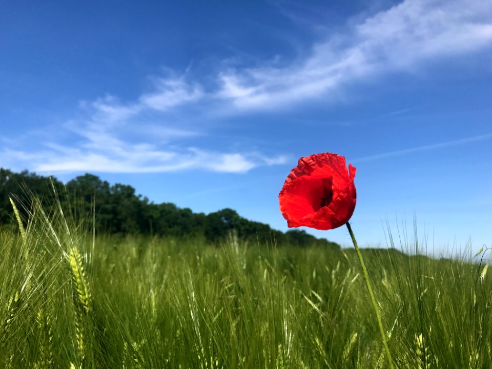 Sky Ecosystem Grassland Field