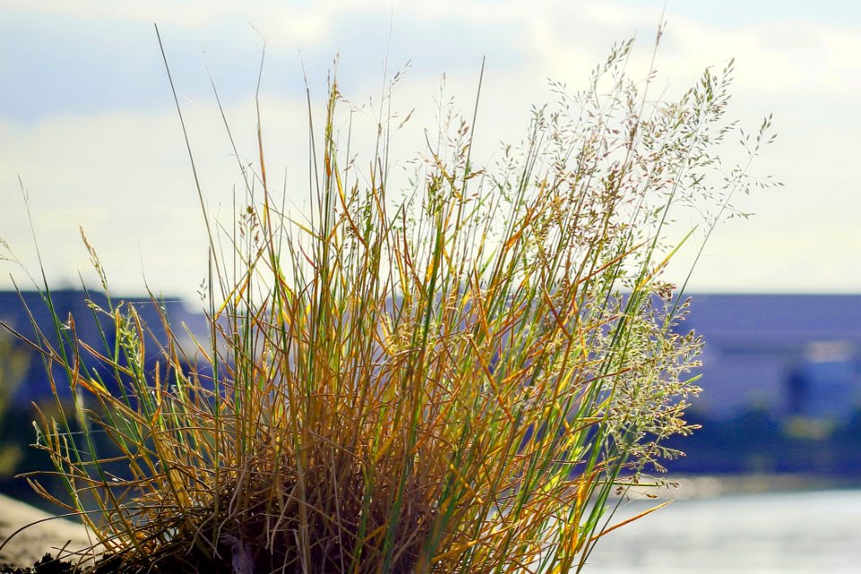 Plant Grass Grass Family Sky