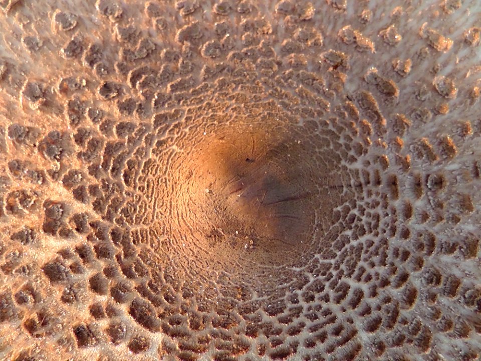 Organism Invertebrate Pattern Rock