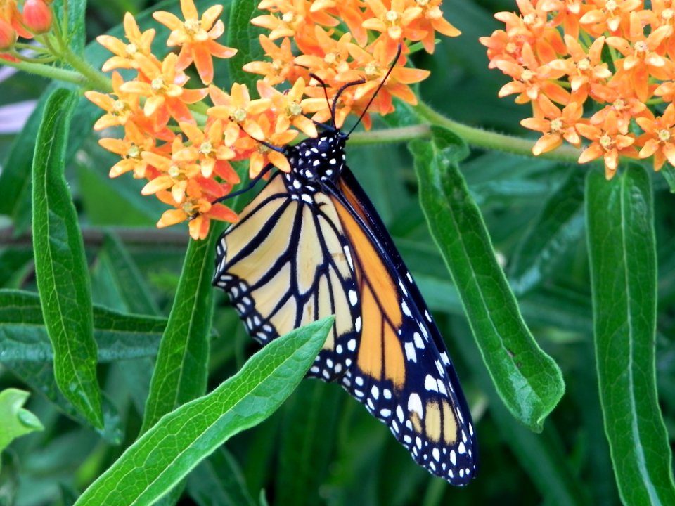 Butterfly Moths And Butterflies Monarch Butterfly Insect