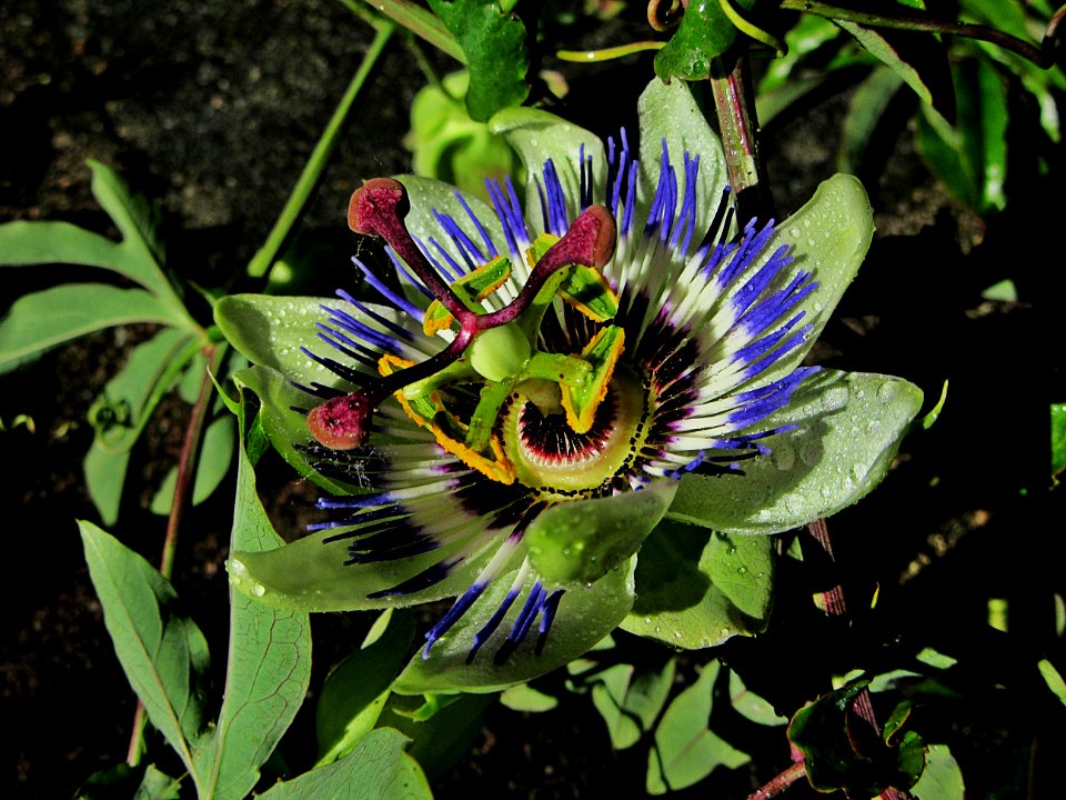 Flower Plant Passion Flower Flora