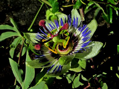 Flower Plant Passion Flower Flora