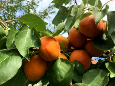 Fruit Tree Fruit Diospyros Produce