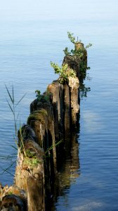 Water Reflection Tree Sea