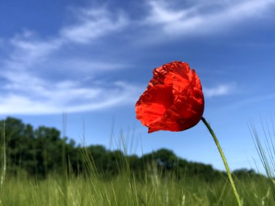 Sky Flower Ecosystem Field