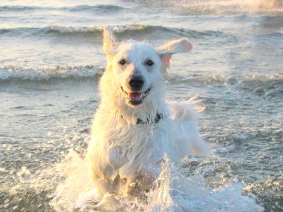 Dog Dog Like Mammal Dog Breed Retriever