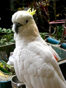 Bird Fauna Beak Parrot