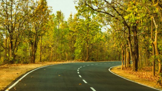 Road Path Nature Yellow photo