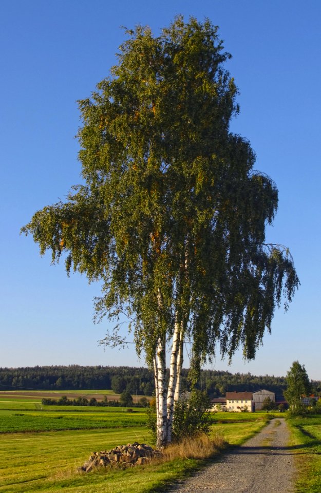 Tree Woody Plant Plant Sky