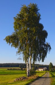 Tree Woody Plant Plant Sky