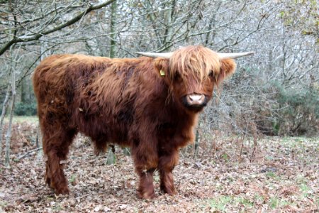 Cattle Like Mammal Horn Highland Fauna photo