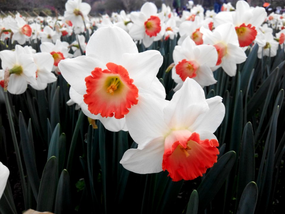 Flower Plant Flowering Plant Narcissus