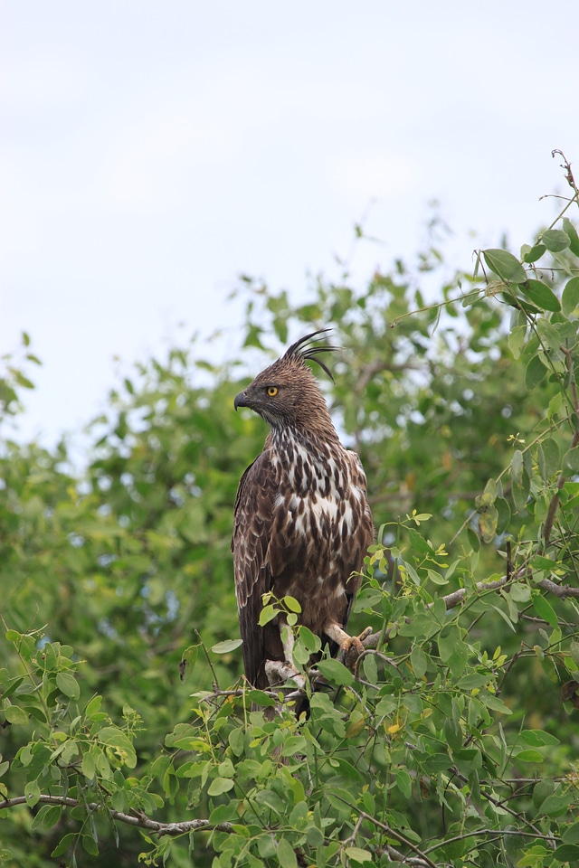 Predator wildlife beak
