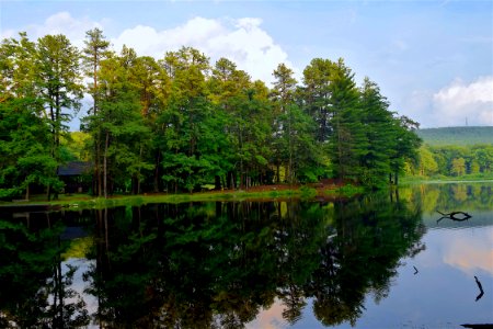 Reflection Water Nature Tree