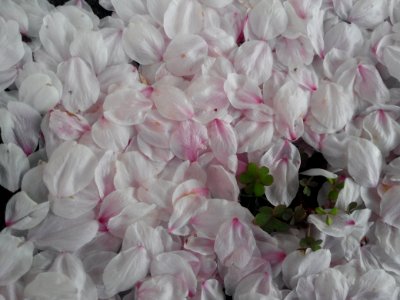 Flower White Pink Petal photo