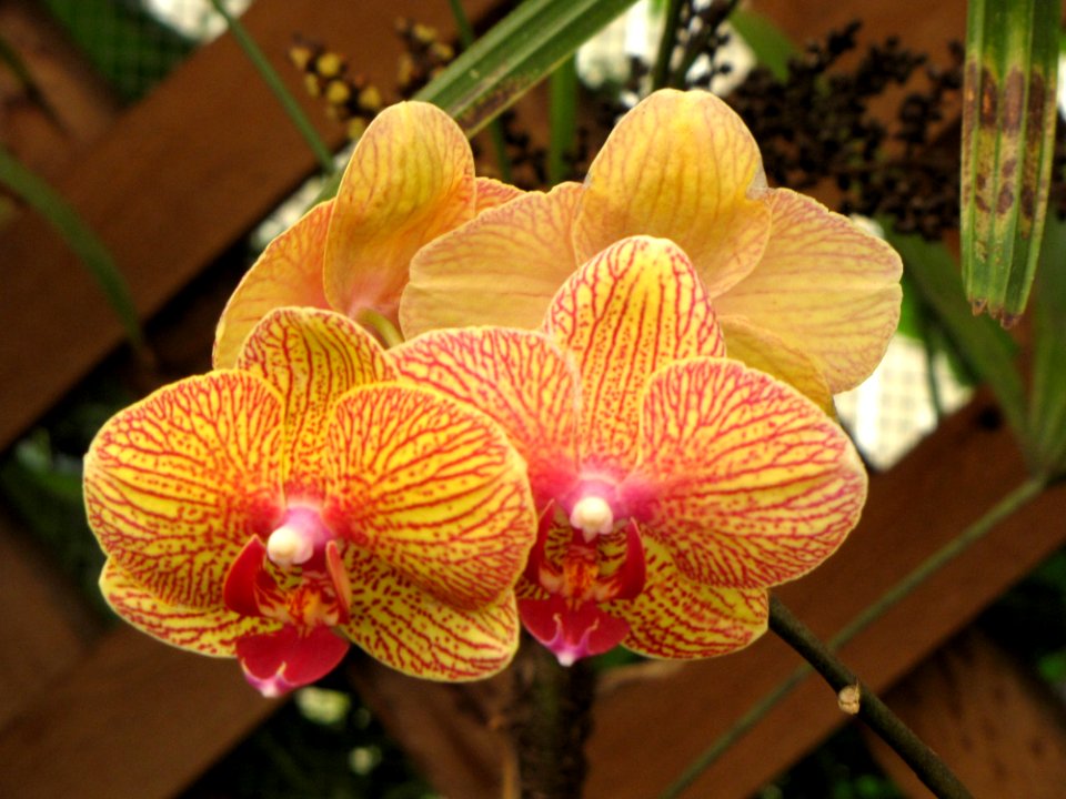 Plant Flower Flowering Plant Flora
