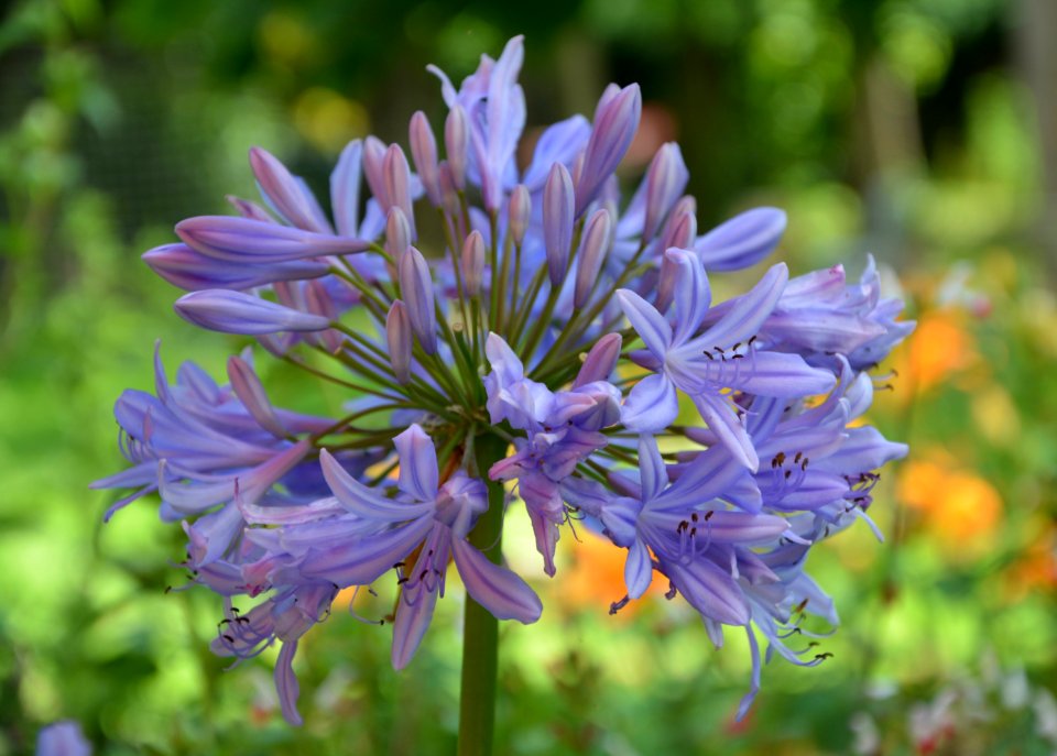 Flower Plant Flora Purple