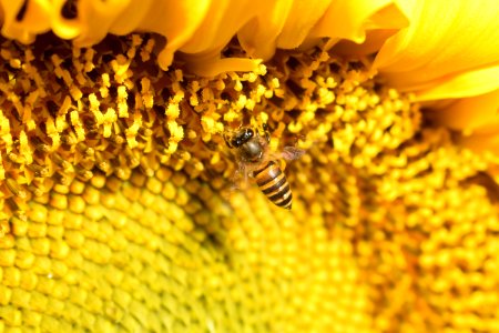 Honey Bee Bee Sunflower Yellow photo