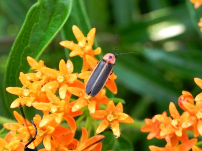 Insect Nectar Pollinator Membrane Winged Insect photo