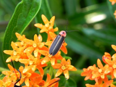 Insect Nectar Pollinator Membrane Winged Insect