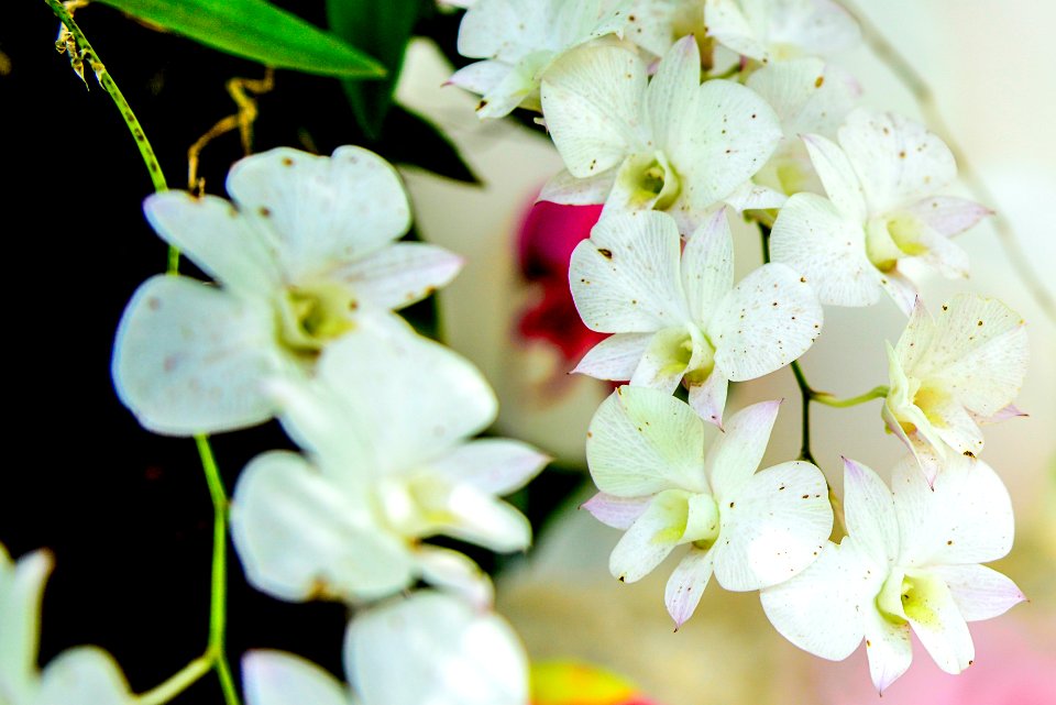Flower White Flora Flowering Plant