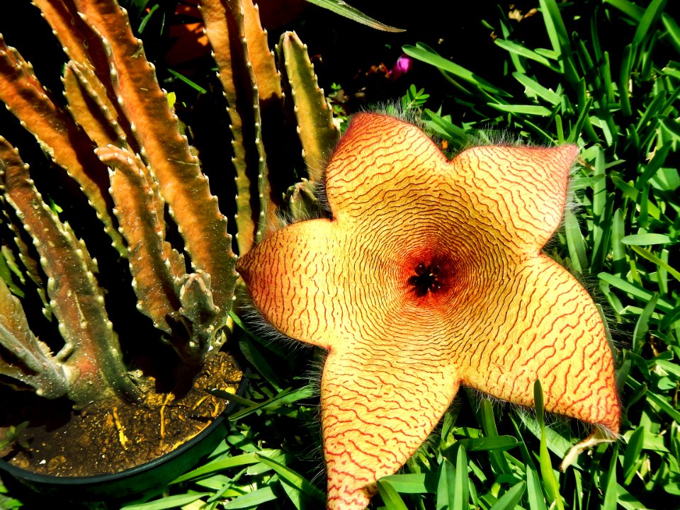 Plant Organism Cactus Zaminkand