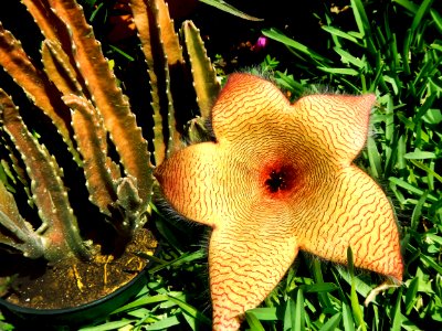 Plant Organism Cactus Zaminkand