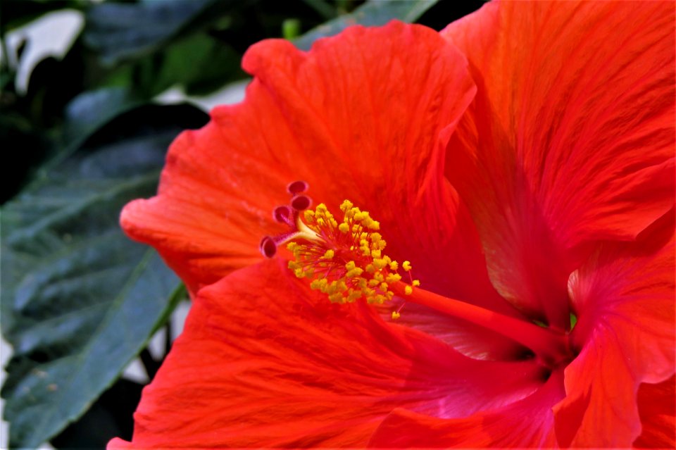 Flower Hibiscus Flowering Plant Plant