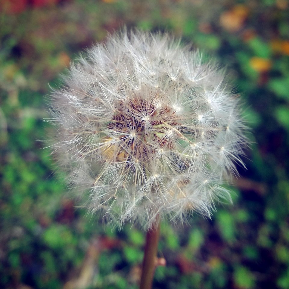 Flower Flora Dandelion Plant