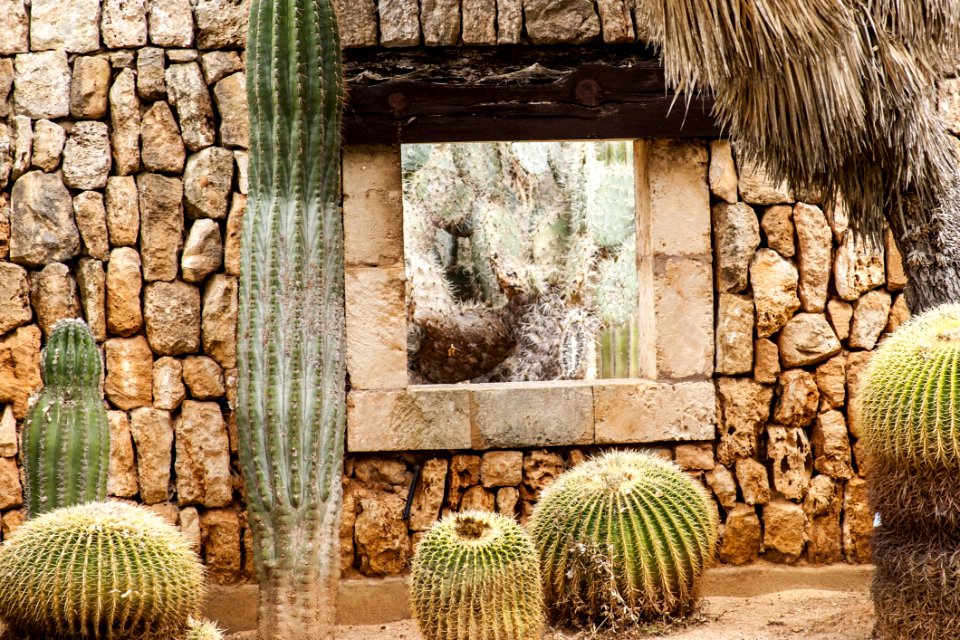 Cactus Plant Wall Flowering Plant
