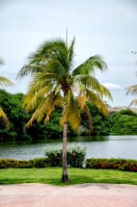 Tree Plant Arecales Palm Tree photo