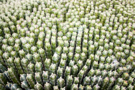 Plant Vegetation Flower Cactus