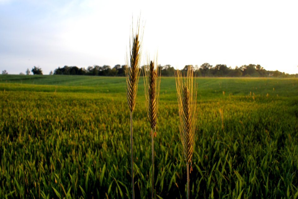 Field Crop Agriculture Grass Family