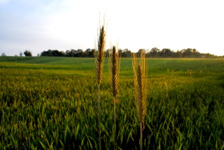 Field Crop Agriculture Grass Family photo
