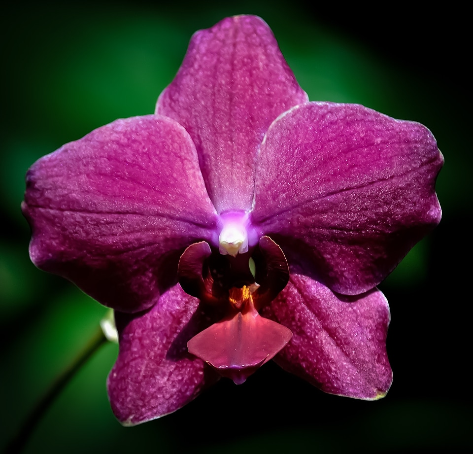 Floral beautiful nature